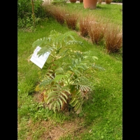 Melianthus - Melianthus major (3)